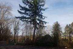 Bäume fällen im Febr 2020